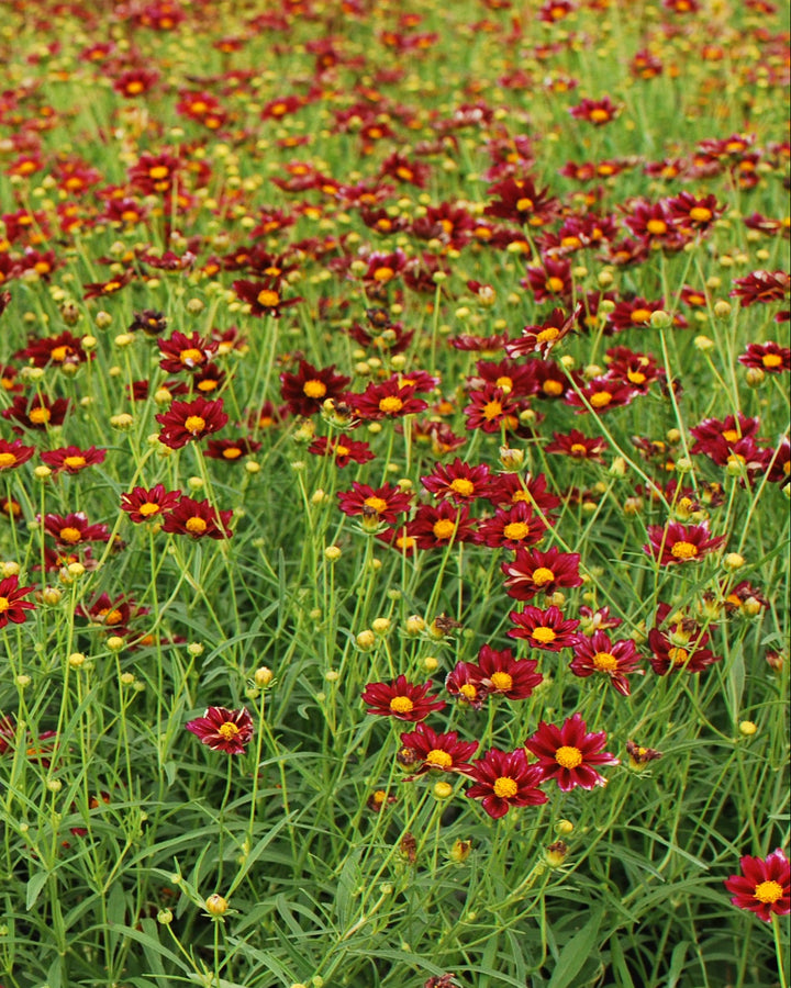 Coreopsis x Big Bang 'Mercury Rising' (Tickseed)