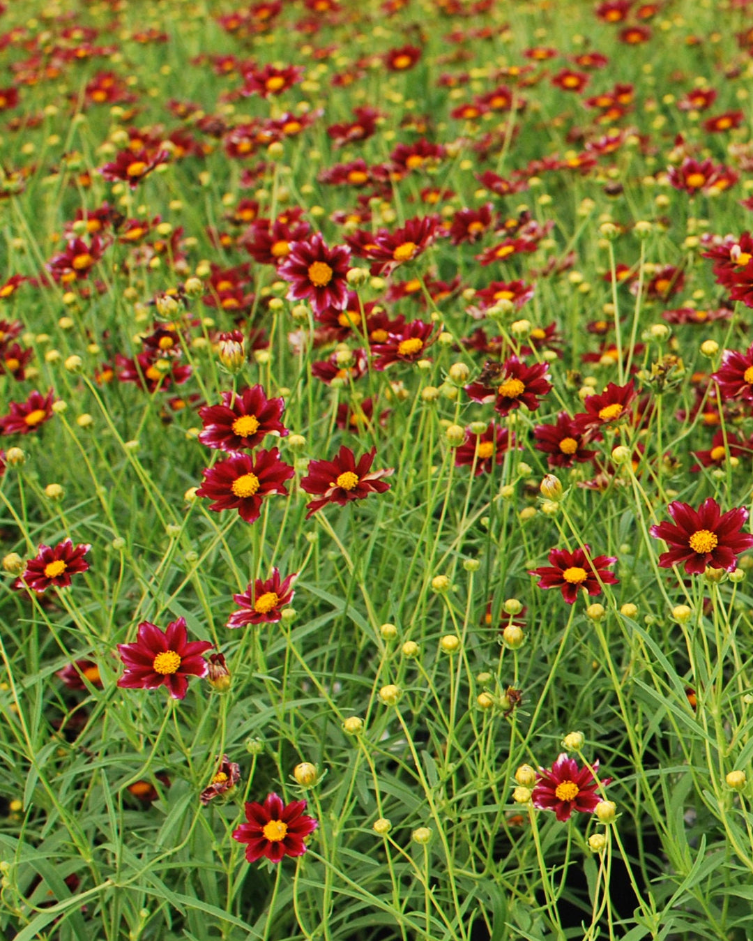 Coreopsis x Big Bang 'Mercury Rising' (Tickseed)