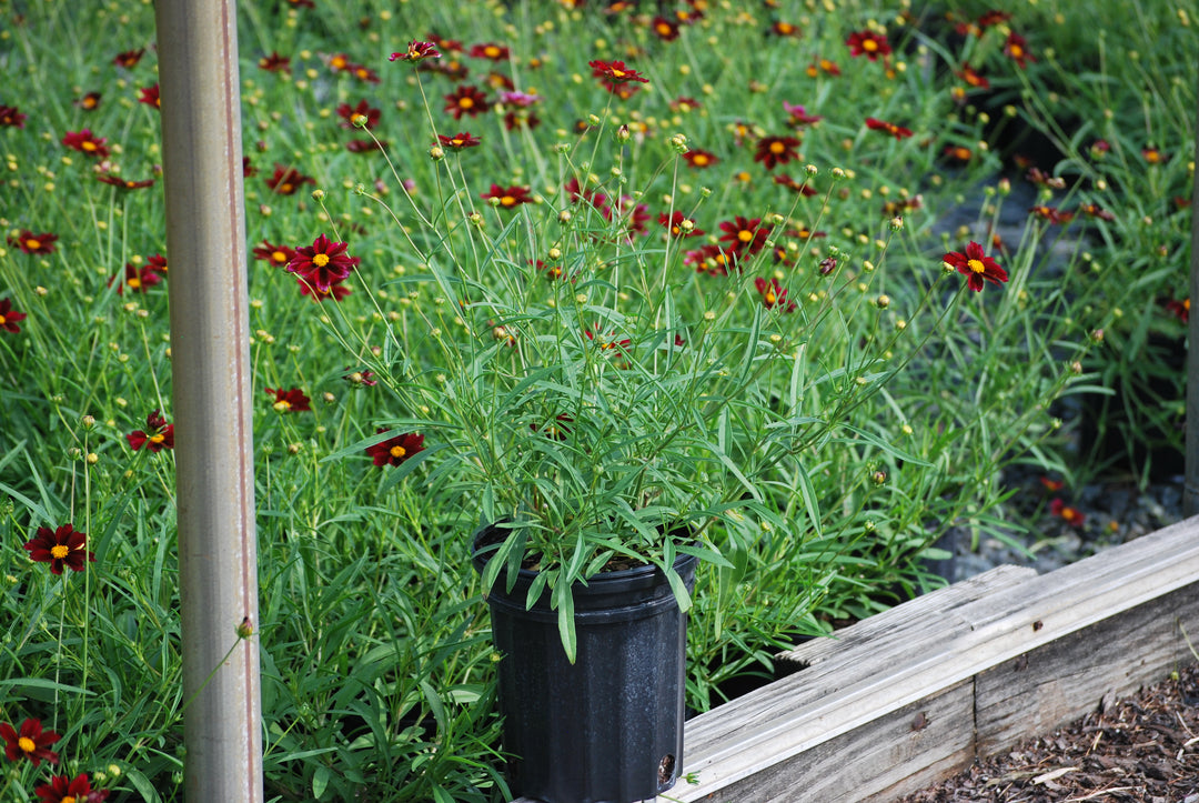 Coreopsis x Big Bang 'Mercury Rising' (Tickseed)