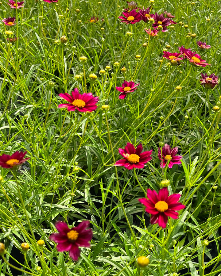 Coreopsis x Big Bang 'Mercury Rising' (Tickseed)