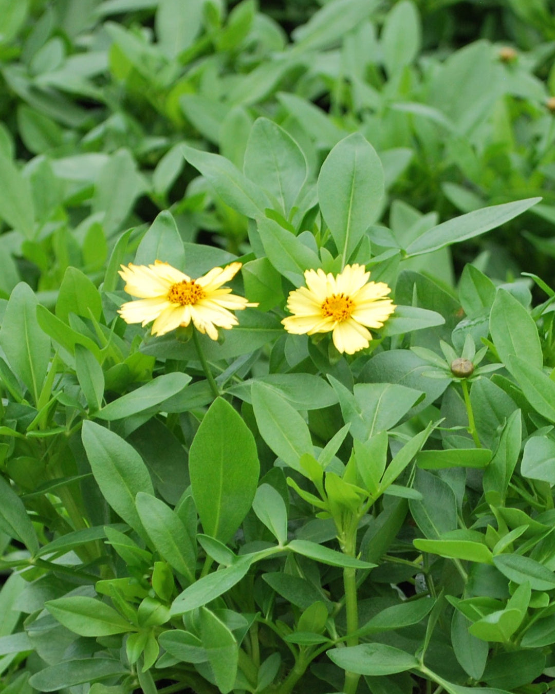 Coreopsis grandiflora Solanna™ Glow (Tickseed)