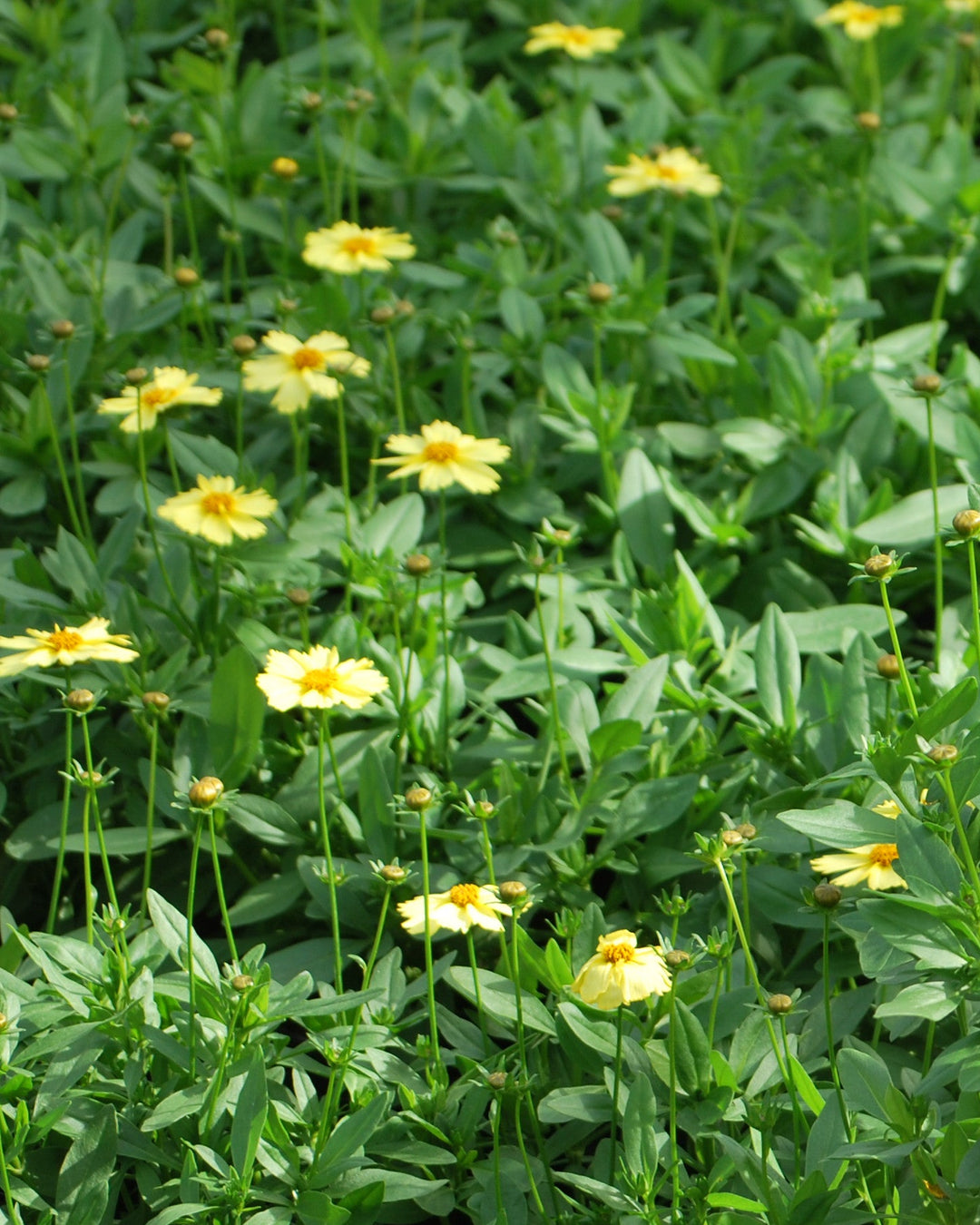 Coreopsis grandiflora Solanna™ Glow (Tickseed)