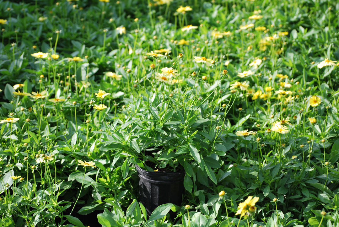 Coreopsis grandiflora Solanna™ Glow (Tickseed)
