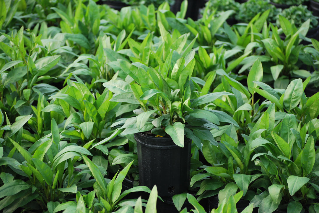 Coreopsis palustris 'Summer Sunshine' (Swamp Tickseed)