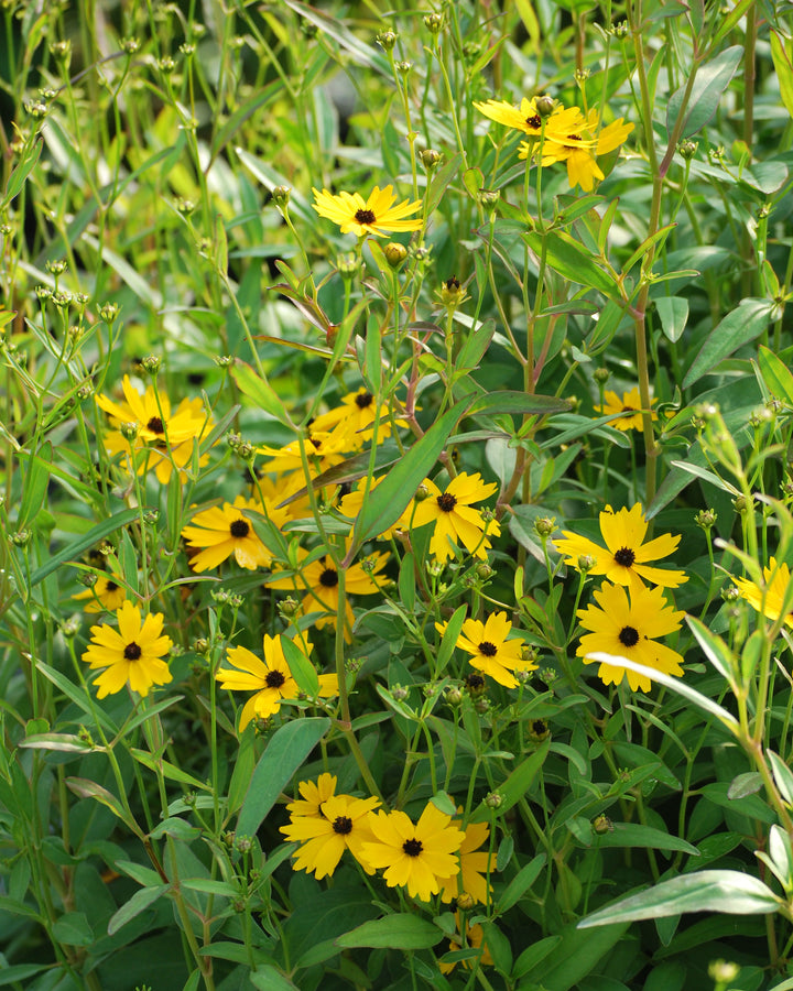 Coreopsis palustris 'Summer Sunshine' (Swamp Tickseed)