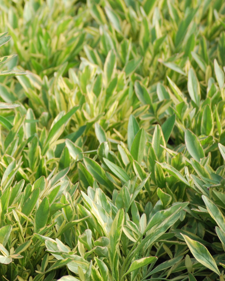 Coreopsis x 'Tequila Sunrise' (Tickseed)