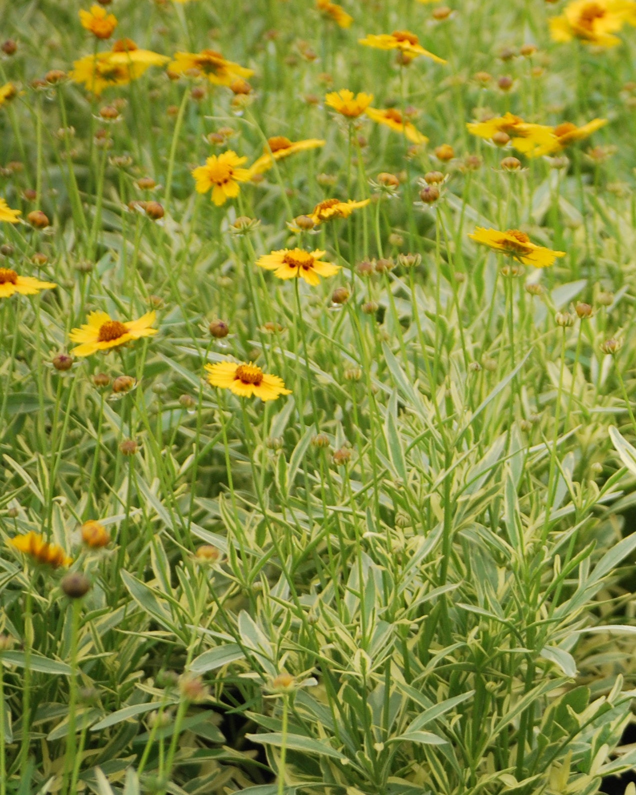 Coreopsis x 'Tequila Sunrise' (Tickseed) – Perennial Farm Marketplace