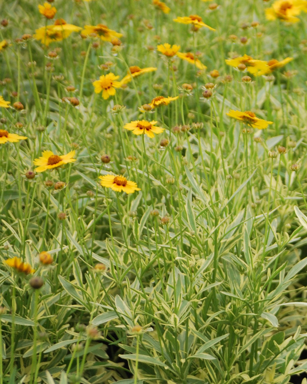 Coreopsis x 'Tequila Sunrise' (Tickseed)