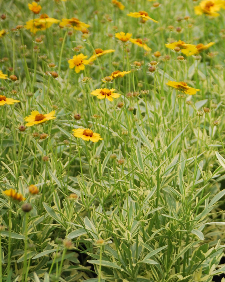 Coreopsis x 'Tequila Sunrise' (Tickseed)