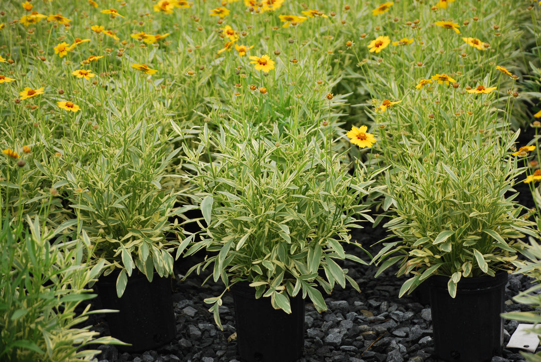 Coreopsis x 'Tequila Sunrise' (Tickseed)