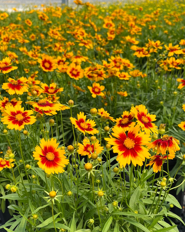 Coreopsis Uptick™ Gold & Bronze (Tickseed)