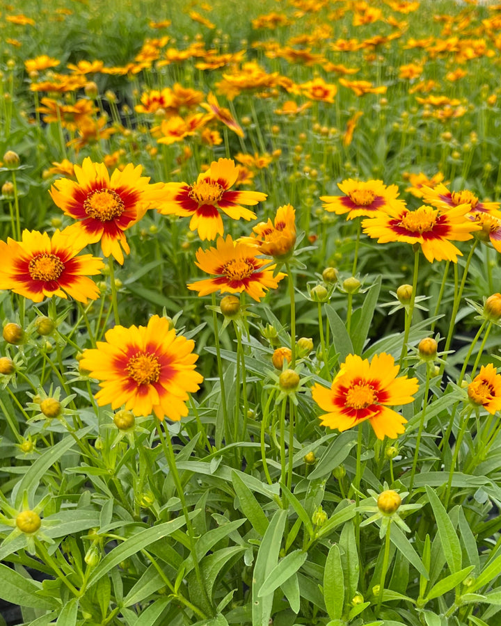 Coreopsis Uptick™ Gold & Bronze (Tickseed)
