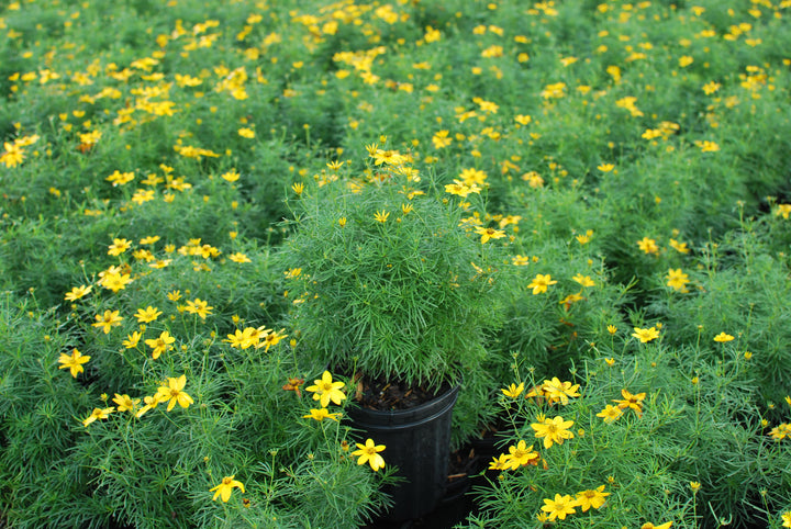 Coreopsis verticillata 'Zagreb' (Tickseed)