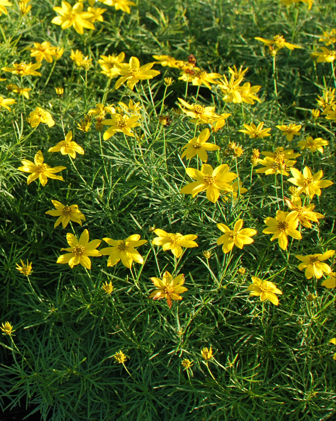 Coreopsis verticillata 'Zagreb' (Tickseed)