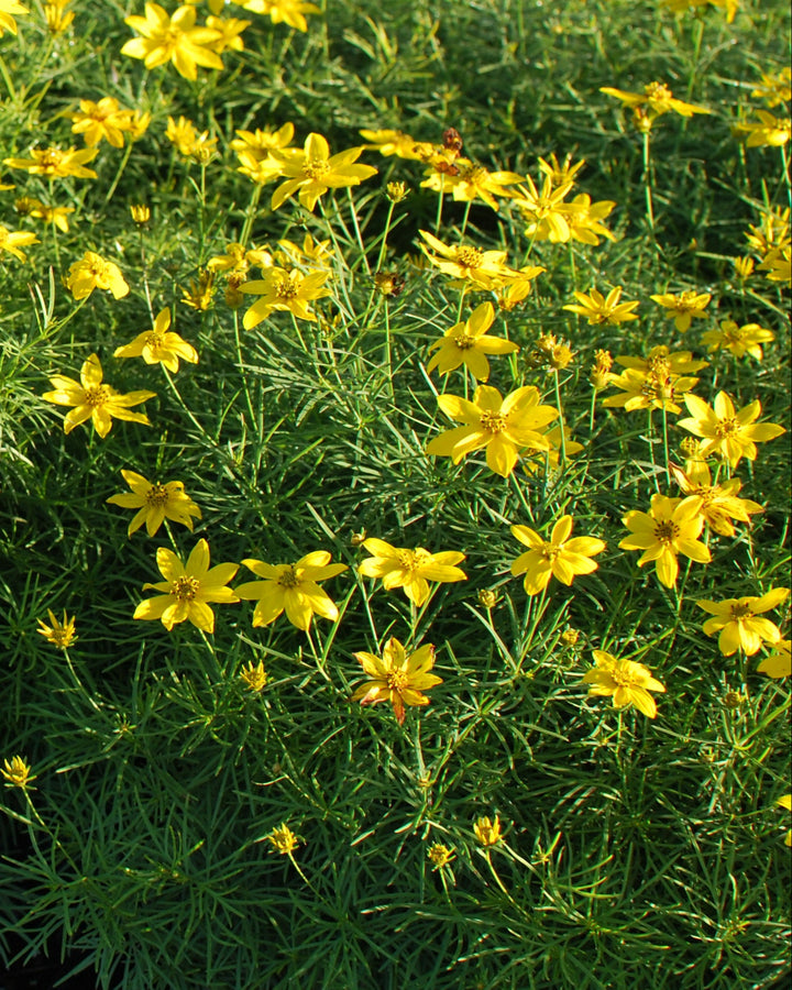 Coreopsis verticillata 'Zagreb' (Tickseed)