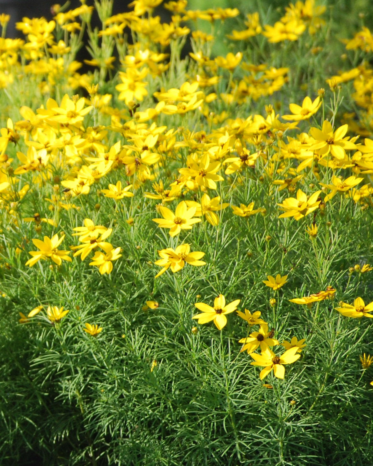 Perennial Farm Marketplace Coreopsis verticillata Zagreb - Thumbnail 3