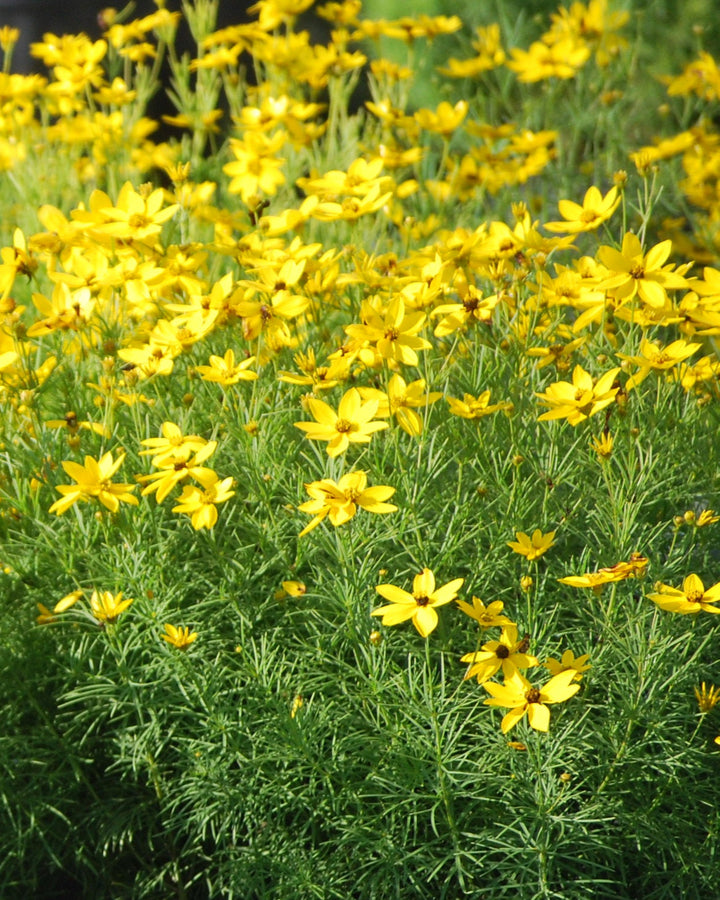 Coreopsis verticillata 'Zagreb' (Tickseed)