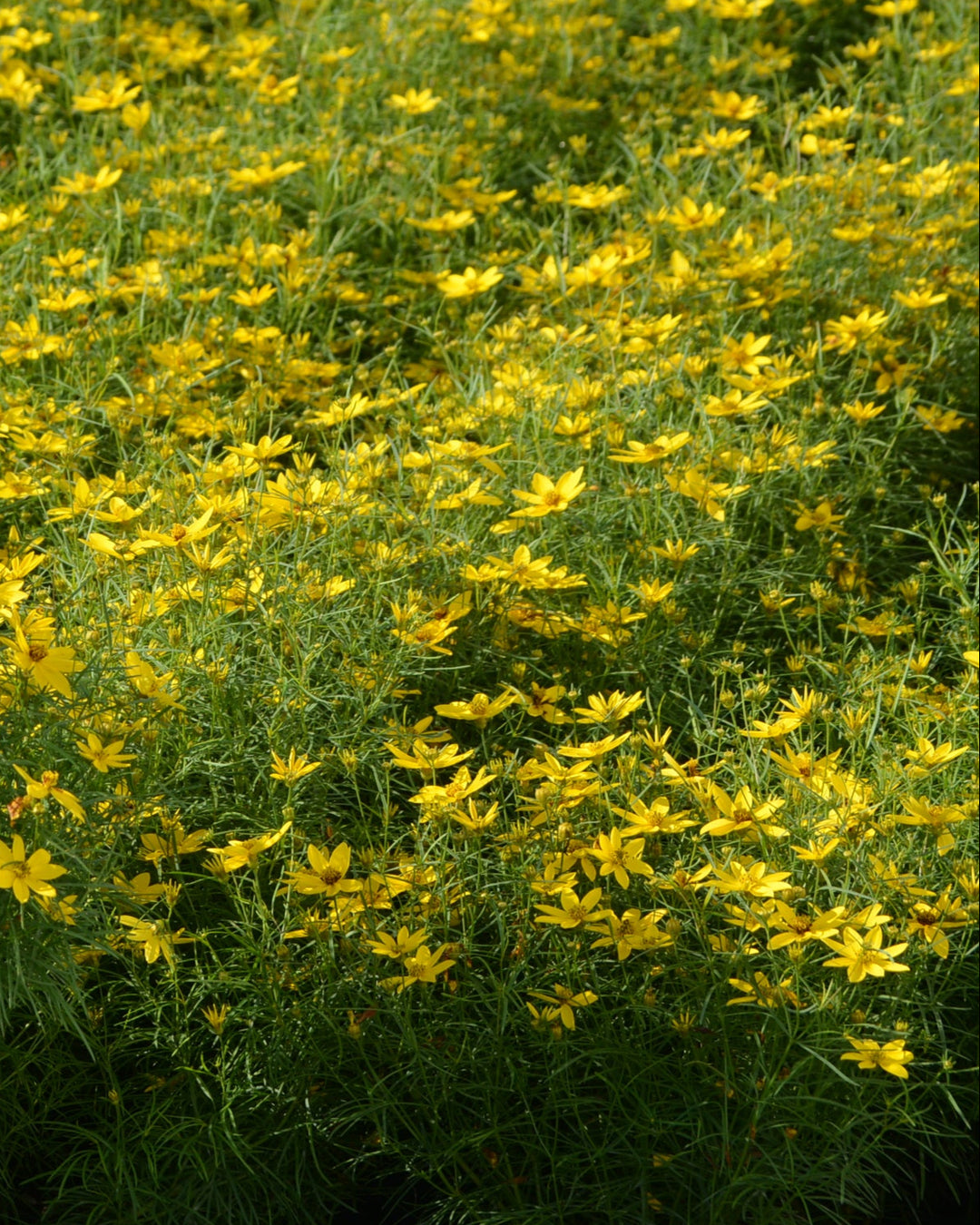 Coreopsis verticillata 'Zagreb' (Tickseed)