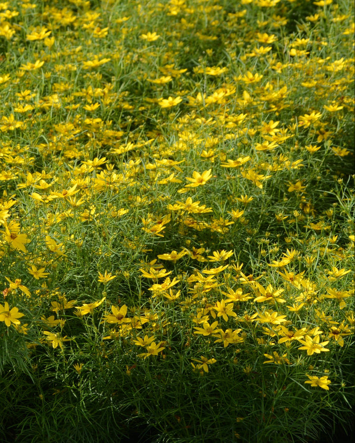 Coreopsis verticillata 'Zagreb' (Tickseed)