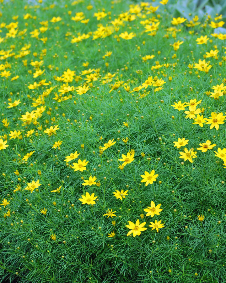 Coreopsis verticillata 'Zagreb' (Tickseed)