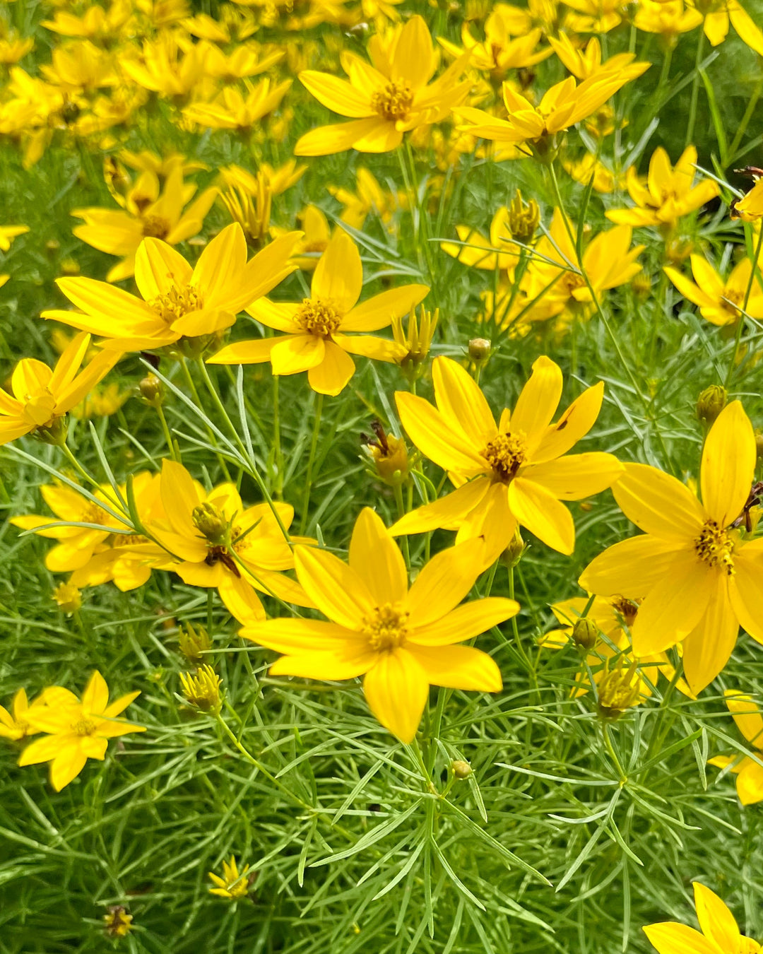 Coreopsis verticillata 'Zagreb' (Tickseed)
