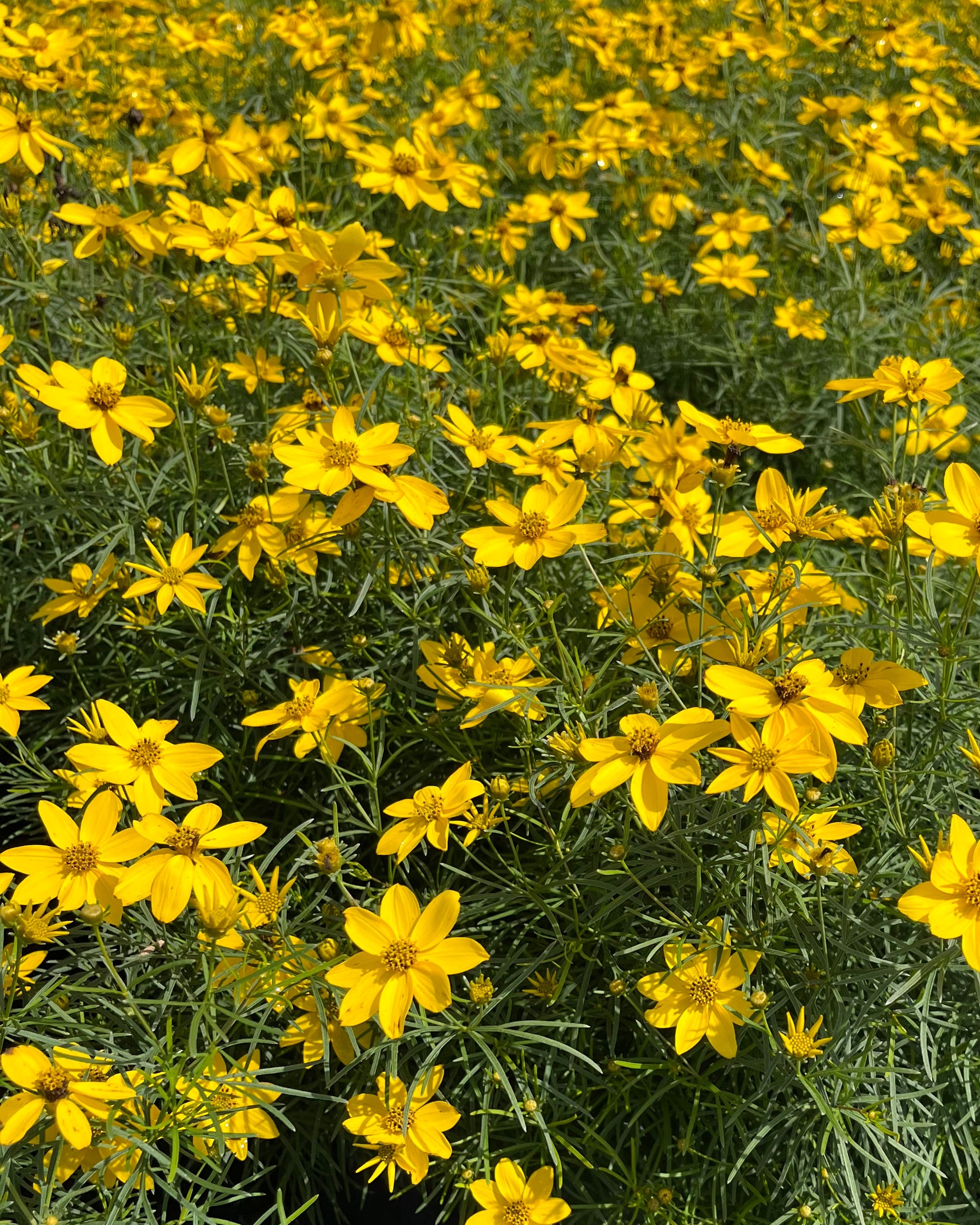 Perennial Farm Marketplace Coreopsis verticillata Zagreb - Thumbnail 4