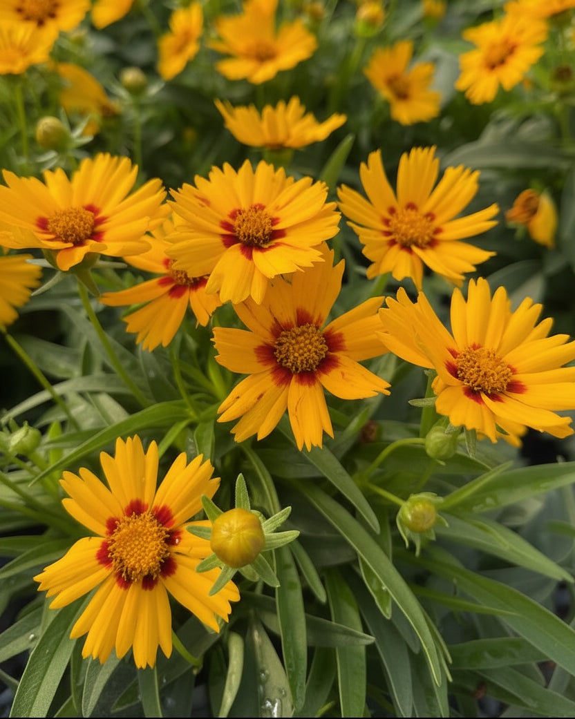 Coreopsis g. Solanna™ Bright Touch (Tickseed)