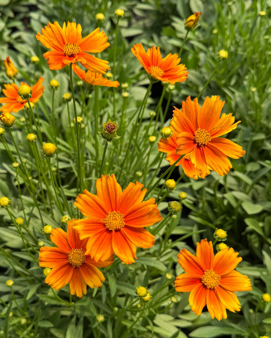 Coreopsis x Li'l Bang™ ‘Darling Clementine’ (Tickseed)