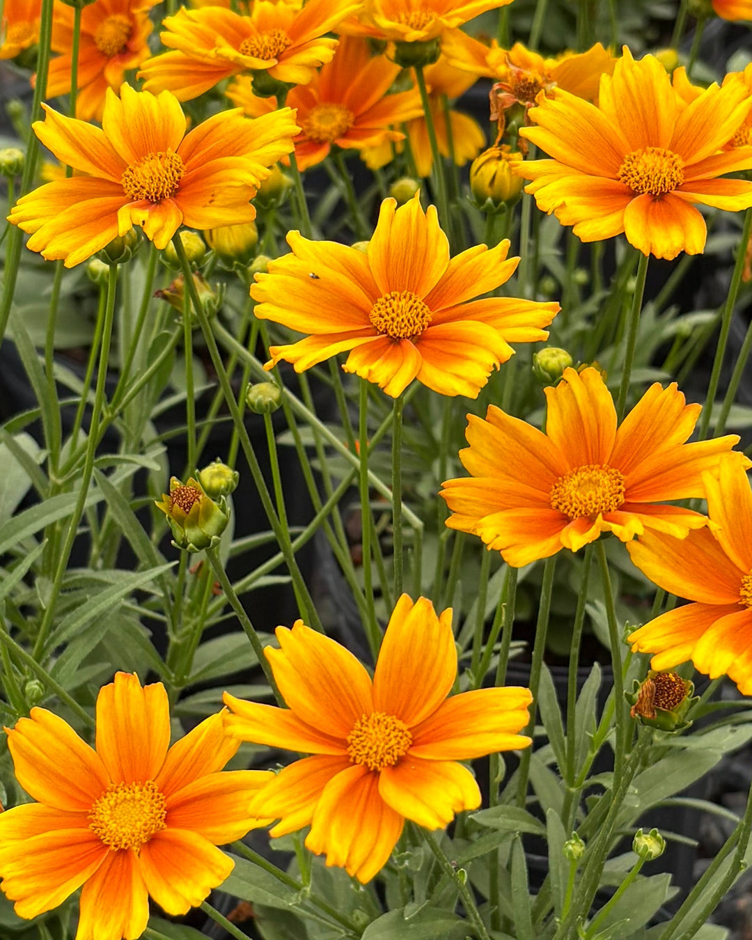 Coreopsis x Li'l Bang™ ‘Darling Clementine’ (Tickseed)