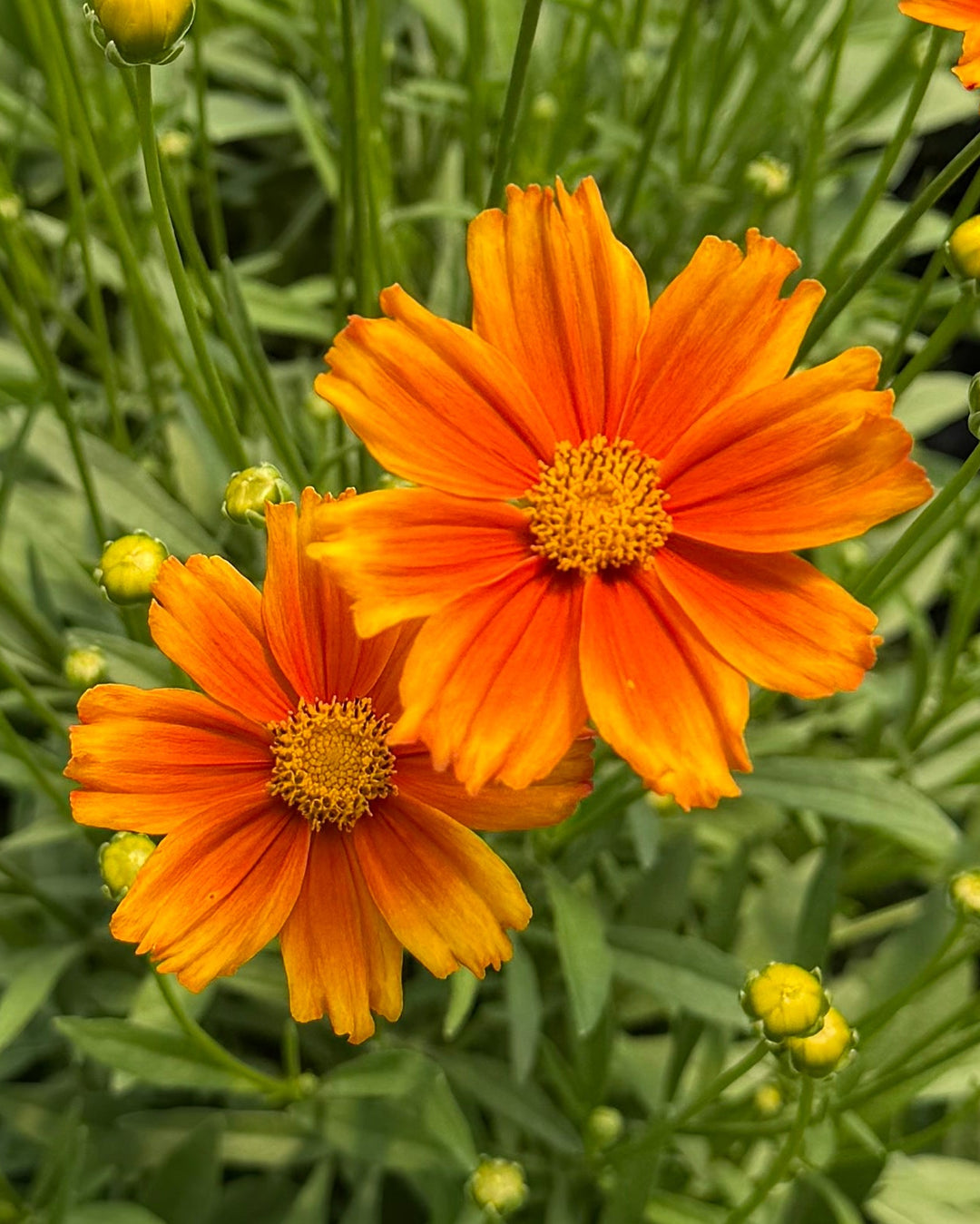 Coreopsis x Li'l Bang™ ‘Darling Clementine’ (Tickseed)