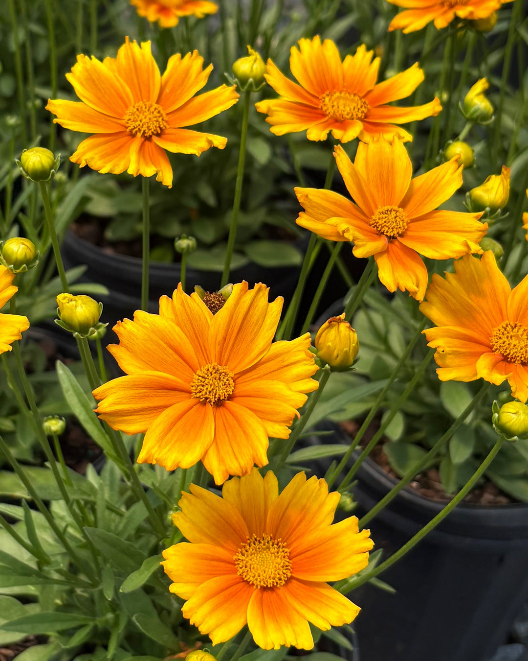 Coreopsis x Li'l Bang™ ‘Darling Clementine’ (Tickseed)