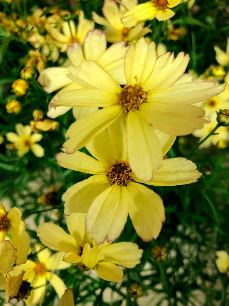 Coreopsis_Fall_Sensation_Sunny
