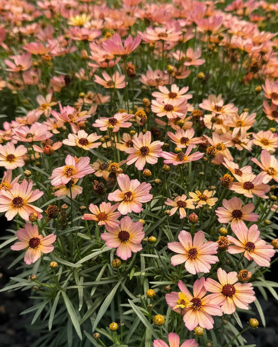 Coreopsis x verticillata NOVA® ‘Sunstone’ (Tickseed)