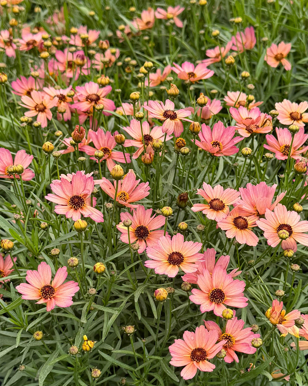 Coreopsis x verticillata NOVA® ‘Sunstone’ (Tickseed)