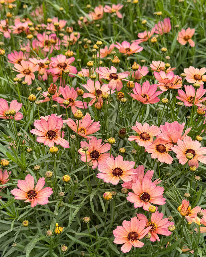 Coreopsis x verticillata NOVA® ‘Sunstone’ (Tickseed)