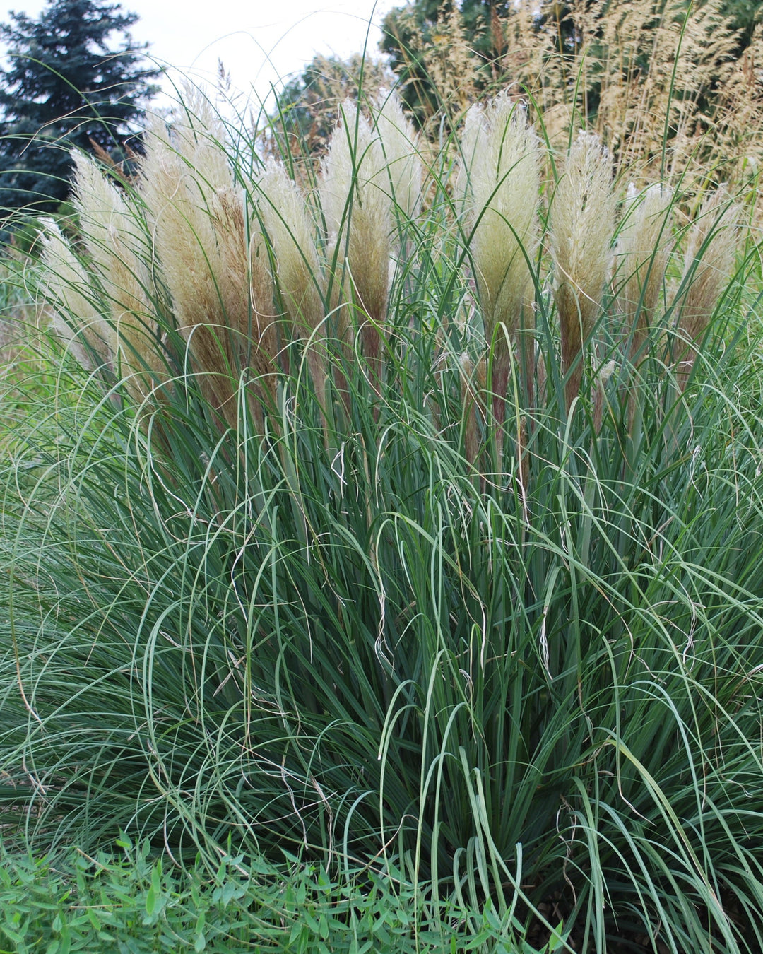 Cortaderia selloana (White Pampas Grass) No. 3 / Single