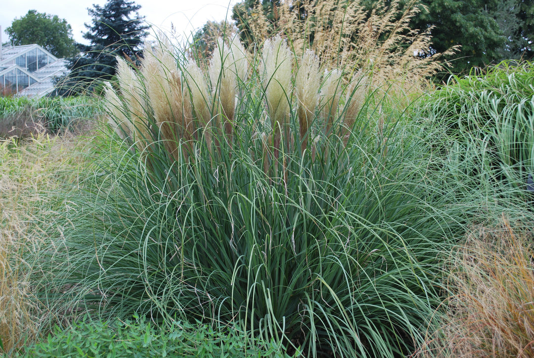Cortaderia selloana (White Pampas Grass)
