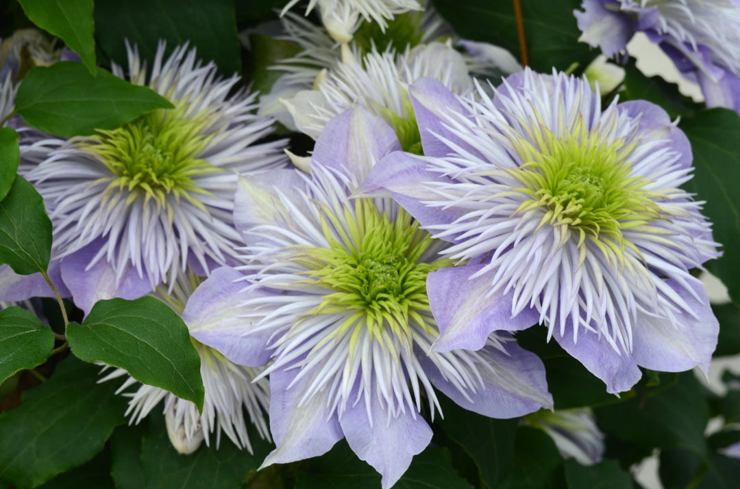 Clematis Crystal Fountain™ Regal® (Clematis Hybrid)