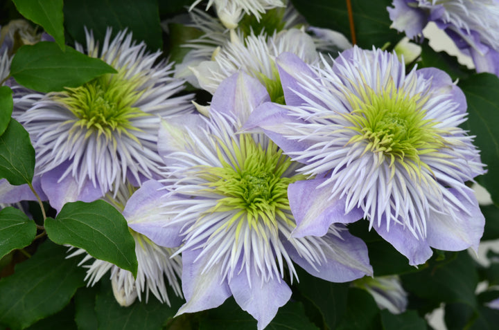 Clematis Crystal Fountain™ Regal® (Clematis Hybrid)