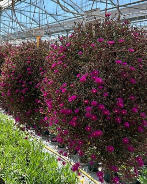 Delosperma Desert Dancers Purple (Hardy Ice Plant)