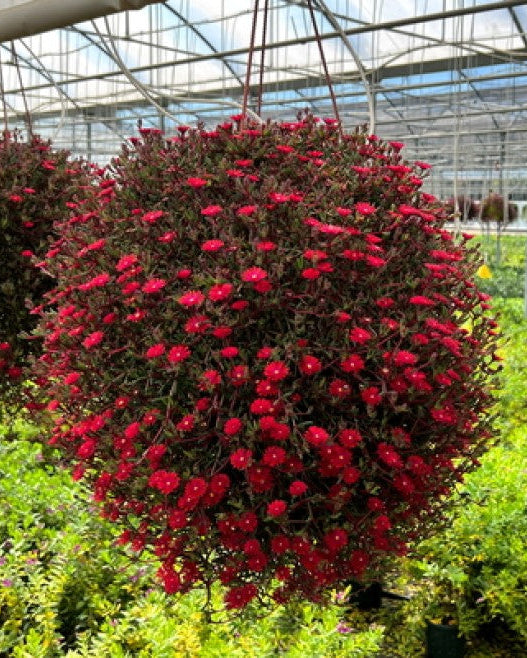 Delosperma Desert Dancers Red (Hardy Ice Plant)
