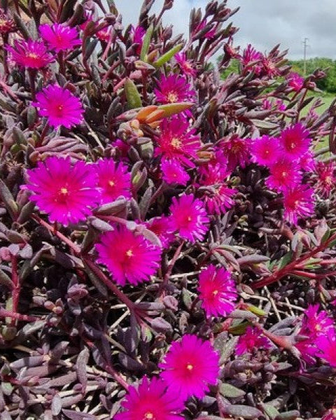 Delosperma Desert Dancers Purple (Hardy Ice Plant)