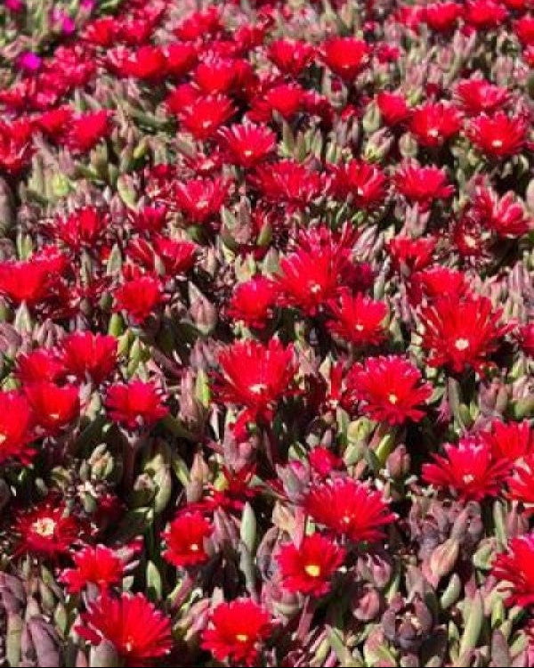 Delosperma Desert Dancers Red (Hardy Ice Plant)
