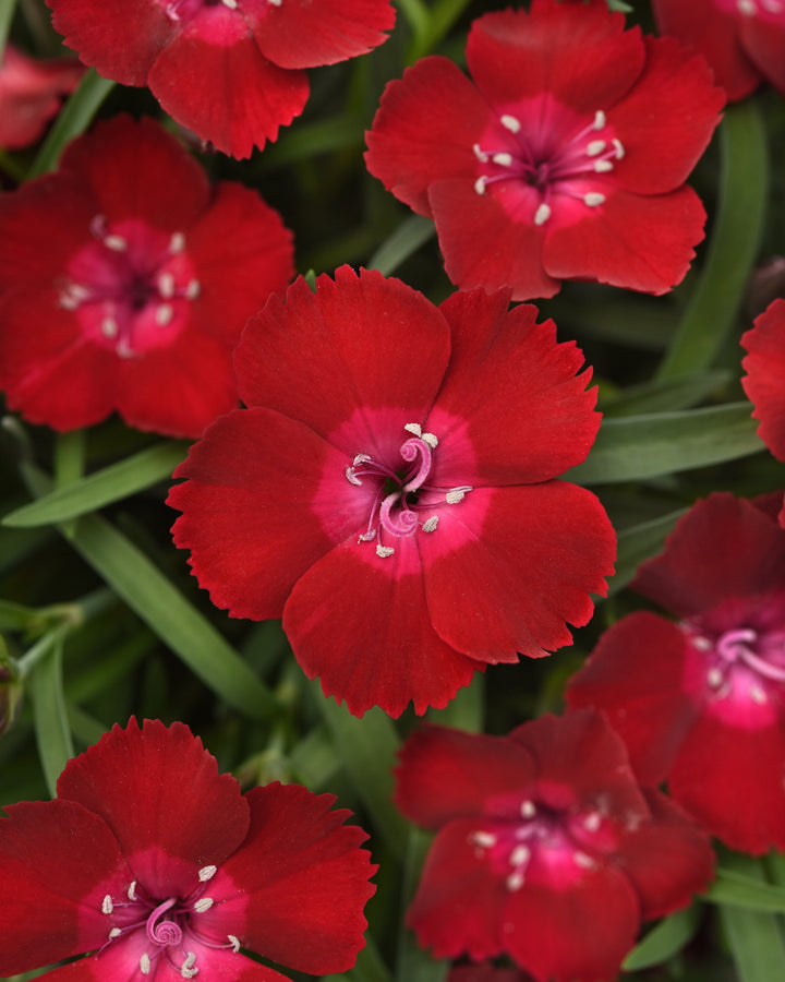 Dianthus EverLast™ Red Flash (Garden Pinks)