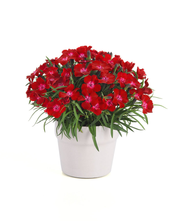Dianthus EverLast™ Red Flash (Garden Pinks)