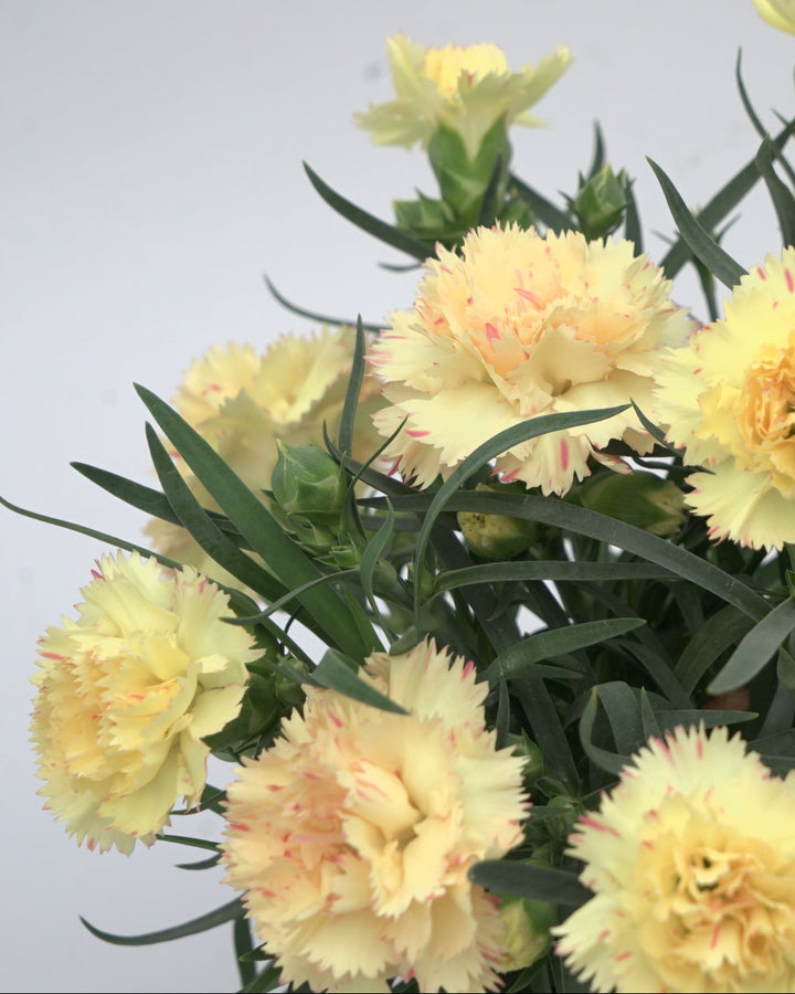 Dianthus x SuperTrouper™ Yellow (Garden Pinks)