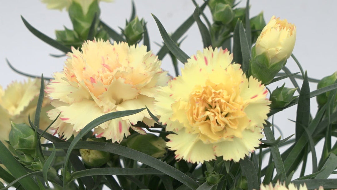 Dianthus x SuperTrouper™ Yellow (Garden Pinks)
