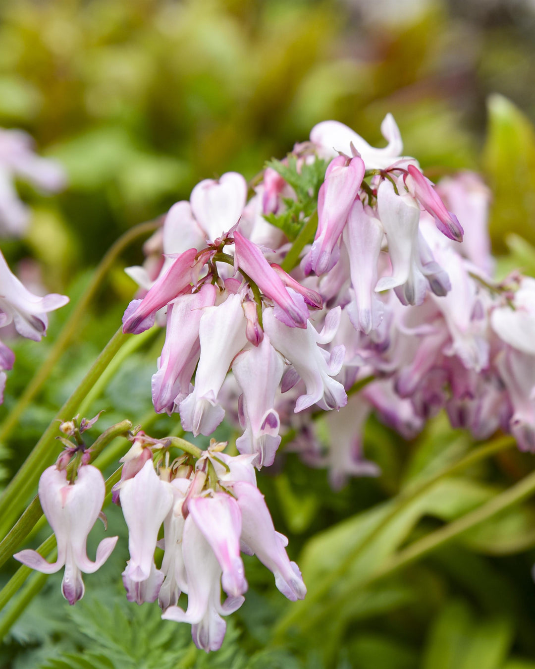 Dicentra x 'Pixie Hearts' (Alpine Bleeding Hearts)