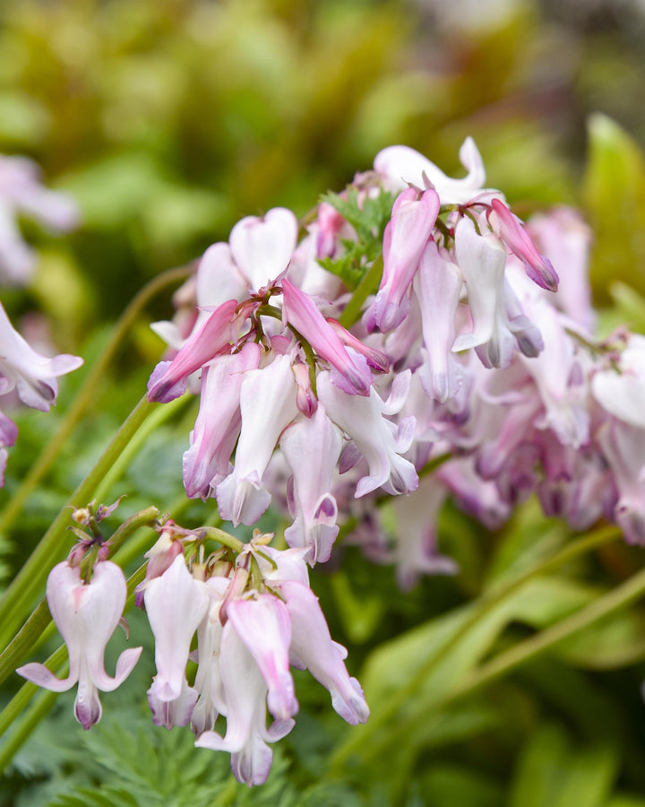 Dicentra x 'Pixie Hearts' (Alpine Bleeding Hearts)