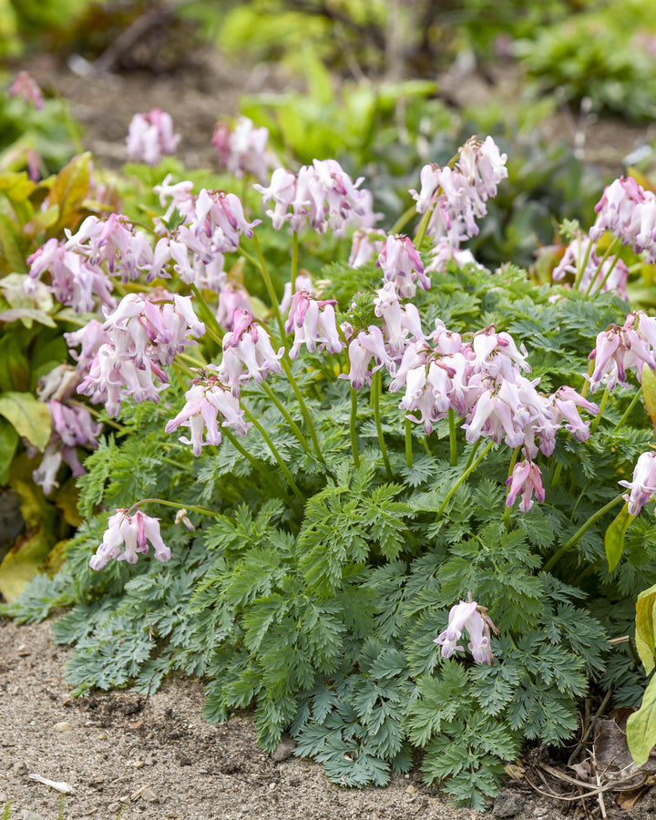 Dicentra x 'Pixie Hearts' (Alpine Bleeding Hearts)